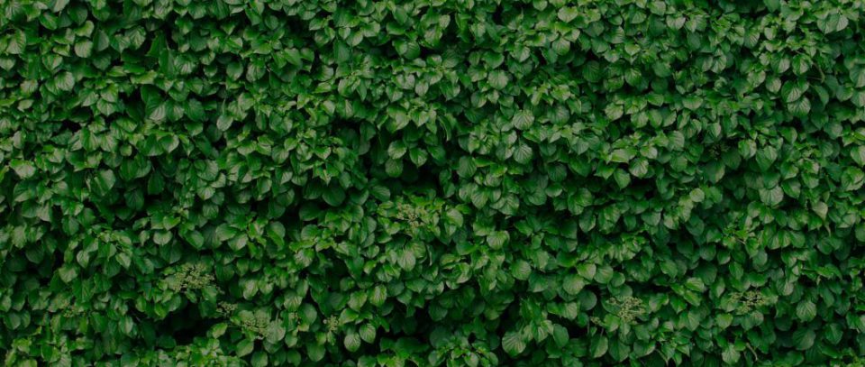 header-muro-verde-